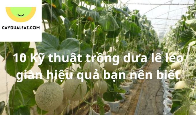 10 Kỹ thuật trồng dưa lê leo giàn hiệu quả bạn nên biết