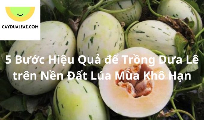 5 Bước Hiệu Quả để Trồng Dưa Lê trên Nền Đất Lúa Mùa Khô Hạn