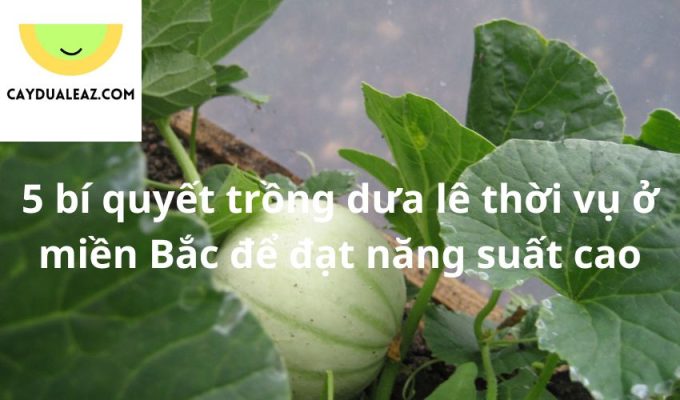 5 bí quyết trồng dưa lê thời vụ ở miền Bắc để đạt năng suất cao