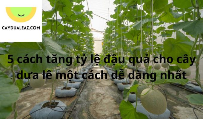 5 cách tăng tỷ lệ đậu quả cho cây dưa lê một cách dễ dàng nhất