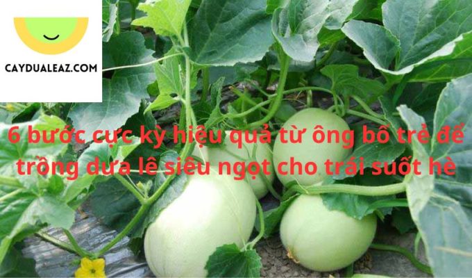 6 bước cực kỳ hiệu quả từ ông bố trẻ để trồng dưa lê siêu ngọt cho trái suốt hè