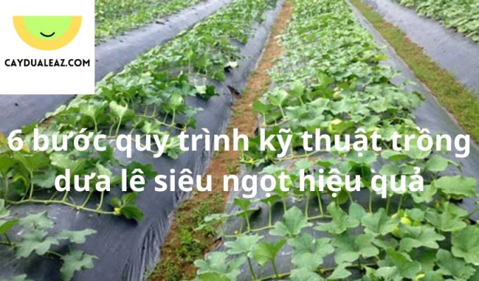 6 bước quy trình kỹ thuật trồng dưa lê siêu ngọt hiệu quả