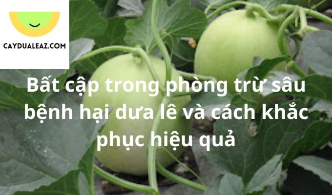 Bất cập trong phòng trừ sâu bệnh hại dưa lê và cách khắc phục hiệu quả