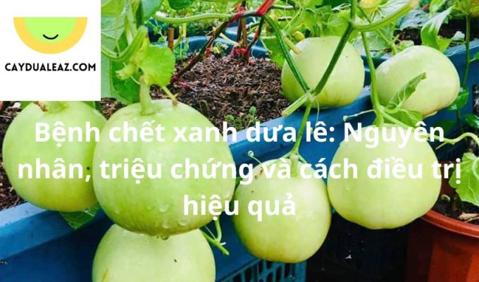 Bệnh chết xanh dưa lê: Nguyên nhân, triệu chứng và cách điều trị hiệu quả