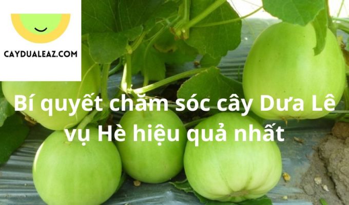 Bí quyết chăm sóc cây Dưa Lê vụ Hè hiệu quả nhất