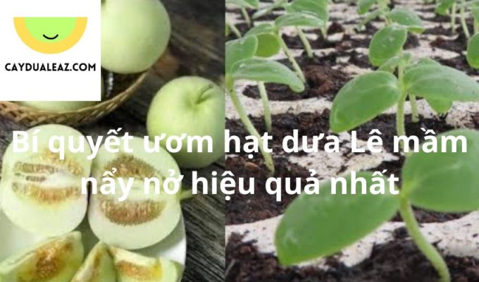 Bí quyết ươm hạt dưa Lê mầm nẩy nở hiệu quả nhất