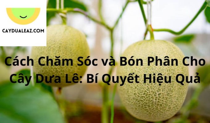 Cách Chăm Sóc và Bón Phân Cho Cây Dưa Lê: Bí Quyết Hiệu Quả