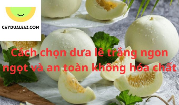 Cách chọn dưa lê trắng ngon ngọt và an toàn không hóa chất