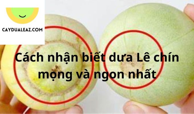 Cách nhận biết dưa Lê chín mọng và ngon nhất