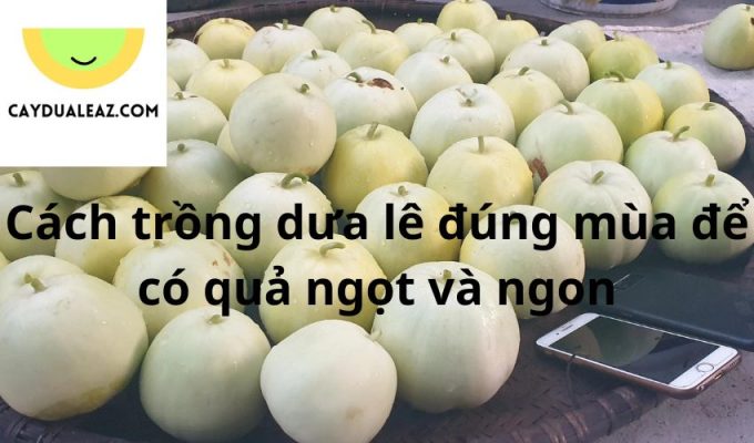 Cách trồng dưa lê đúng mùa để có quả ngọt và ngon