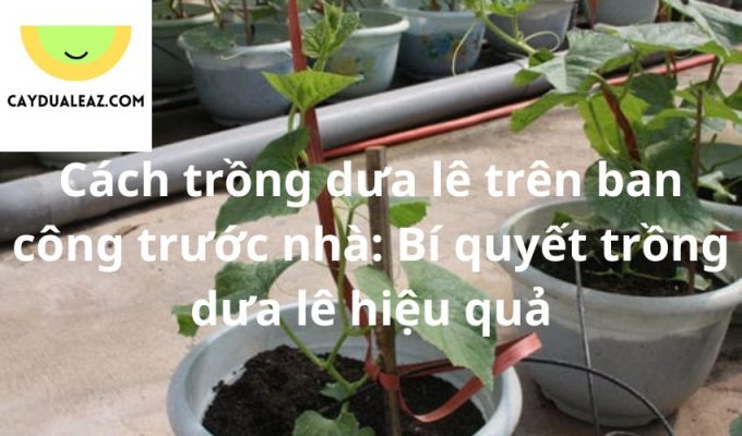 Cách trồng dưa lê trên ban công trước nhà: Bí quyết trồng dưa lê hiệu quả