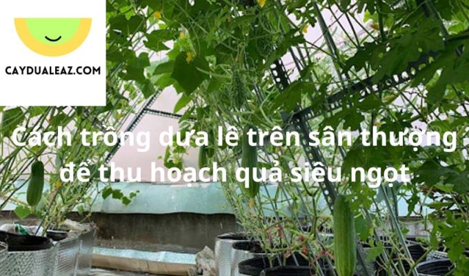 Cách trồng dưa lê trên sân thượng để thu hoạch quả siêu ngọt