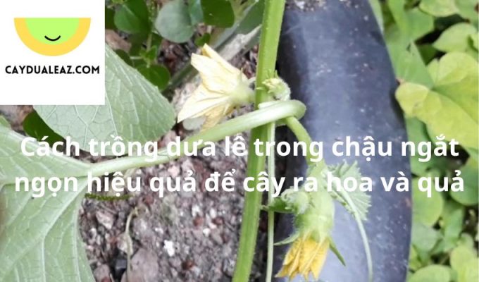 Cách trồng dưa lê trong chậu ngắt ngọn hiệu quả để cây ra hoa và quả