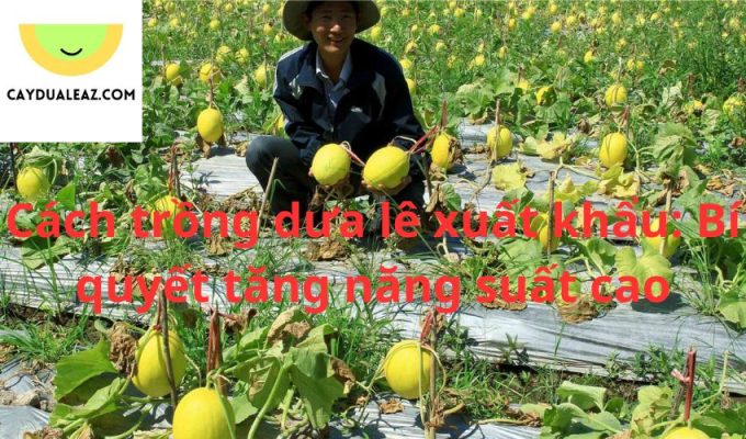 Cách trồng dưa lê xuất khẩu: Bí quyết tăng năng suất cao