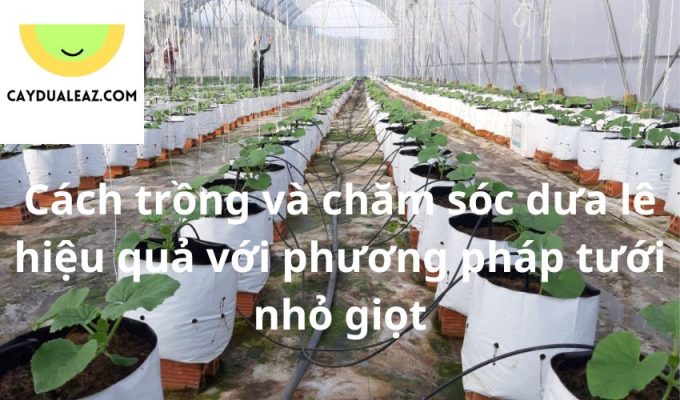 Cách trồng và chăm sóc dưa lê hiệu quả với phương pháp tưới nhỏ giọt