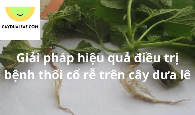 Giải pháp hiệu quả điều trị bệnh thối cổ rễ trên cây dưa lê