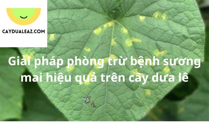 Giải pháp phòng trừ bệnh sương mai hiệu quả trên cây dưa lê