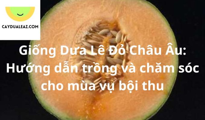 Giống Dưa Lê Đỏ Châu Âu: Hướng dẫn trồng và chăm sóc cho mùa vụ bội thu