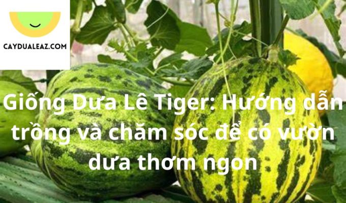 Giống Dưa Lê Tiger: Hướng dẫn trồng và chăm sóc để có vườn dưa thơm ngon