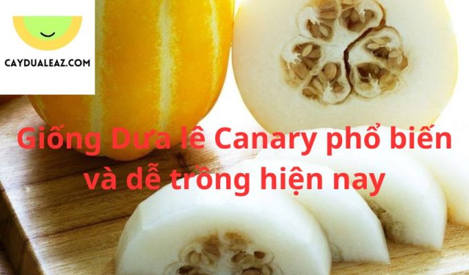 Giống Dưa lê Canary phổ biến và dễ trồng hiện nay