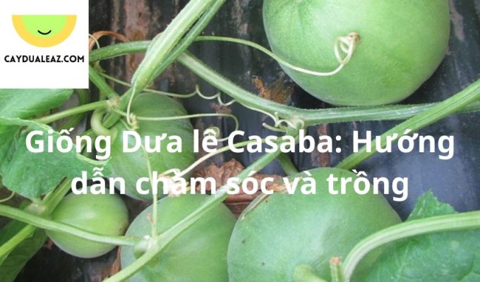 Giống Dưa lê Casaba: Hướng dẫn chăm sóc và trồng