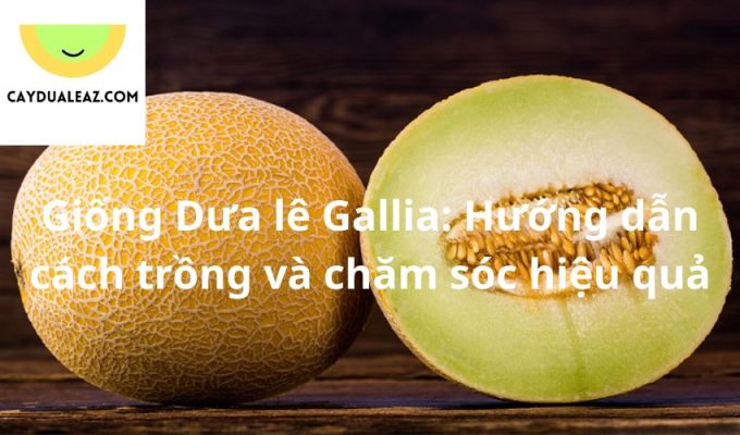 Giống Dưa lê Gallia: Hướng dẫn cách trồng và chăm sóc hiệu quả