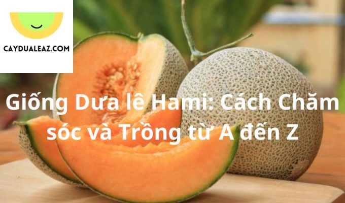 Giống Dưa lê Hami: Cách Chăm sóc và Trồng từ A đến Z