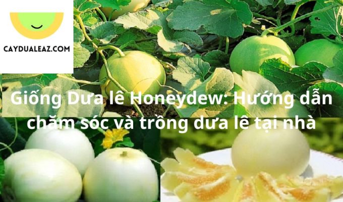 Giống Dưa lê Honeydew: Hướng dẫn chăm sóc và trồng dưa lê tại nhà