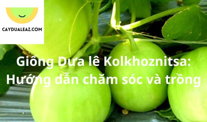 Giống Dưa lê Kolkhoznitsa: Hướng dẫn chăm sóc và trồng