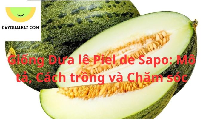 Giống Dưa lê Piel de Sapo: Mô tả, Cách trồng và Chăm sóc