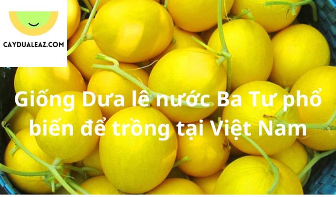 Giống Dưa lê nước Ba Tư phổ biến để trồng tại Việt Nam