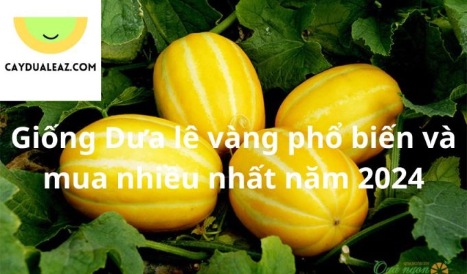 Giống Dưa lê vàng phổ biến và mua nhiều nhất năm 2024