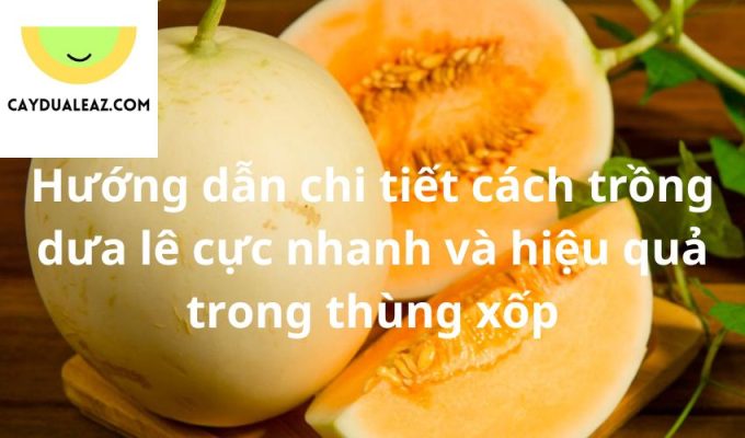 Hướng dẫn chi tiết cách trồng dưa lê cực nhanh và hiệu quả trong thùng xốp