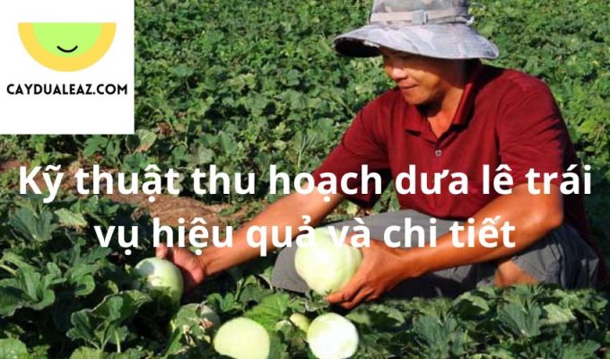 Kỹ thuật thu hoạch dưa lê trái vụ hiệu quả và chi tiết