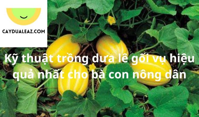 Kỹ thuật trồng dưa lê gối vụ hiệu quả nhất cho bà con nông dân