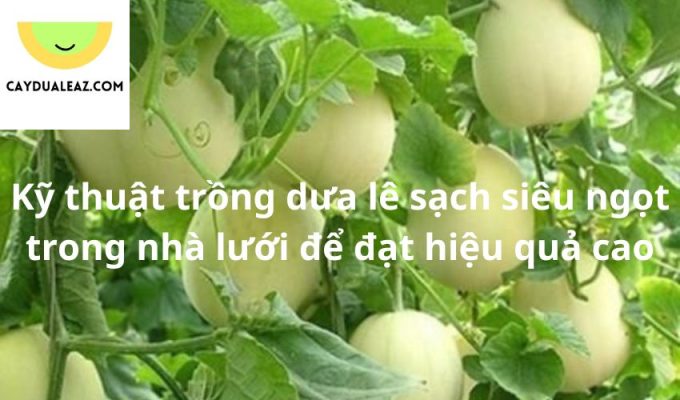 Kỹ thuật trồng dưa lê sạch siêu ngọt trong nhà lưới để đạt hiệu quả cao