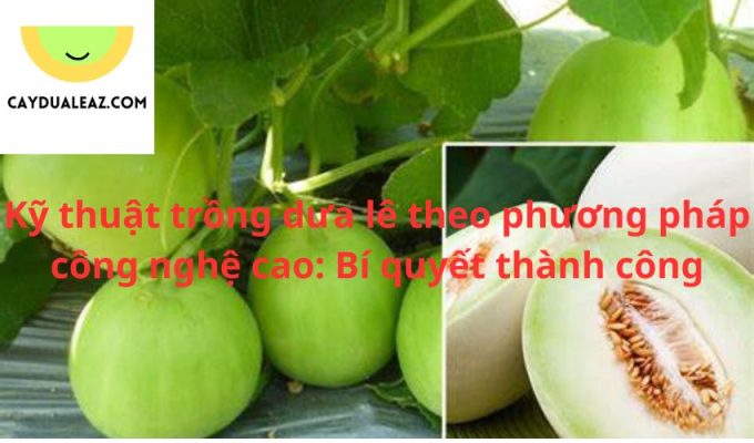 Kỹ thuật trồng dưa lê theo phương pháp công nghệ cao: Bí quyết thành công