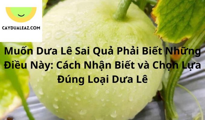 Muốn Dưa Lê Sai Quả Phải Biết Những Điều Này: Cách Nhận Biết và Chọn Lựa Đúng Loại Dưa Lê