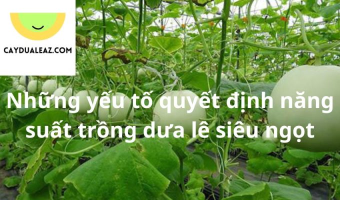 Những yếu tố quyết định năng suất trồng dưa lê siêu ngọt