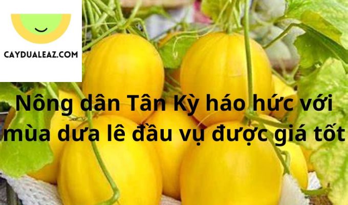 Nông dân Tân Kỳ háo hức với mùa dưa lê đầu vụ được giá tốt