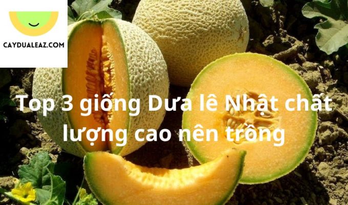 Top 3 giống Dưa lê Nhật chất lượng cao nên trồng