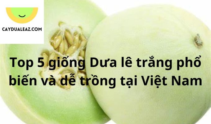 Top 5 giống Dưa lê trắng phổ biến và dễ trồng tại Việt Nam